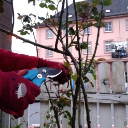 rosen befreien